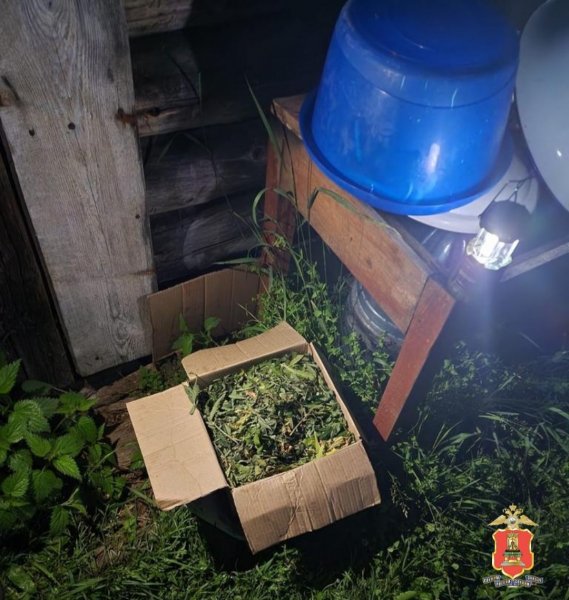 Сотрудники наркоконтроля в Максатихинском муниципальном округе выявили факт культивирования наркосодержащих растений