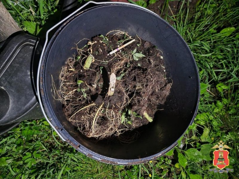 Сотрудники наркоконтроля в Максатихинском муниципальном округе выявили факт культивирования наркосодержащих растений